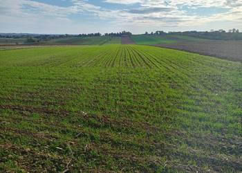 Usługa siewu striptill, pasowy zbóż, grochu, soi i rzepaku