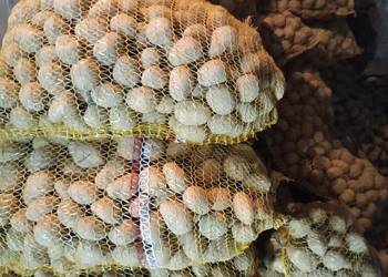 Sadzeniaki melody ziemniaki