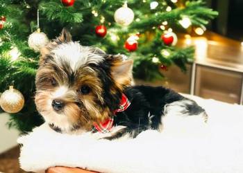 York Biewer - możliwy legalny wyjazd z Kraju.