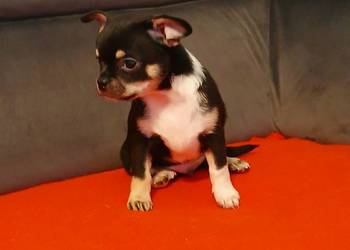 Piękny piesek chihuahua