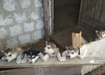 Sprzedam szczeniaki rasy alaskan malamute!