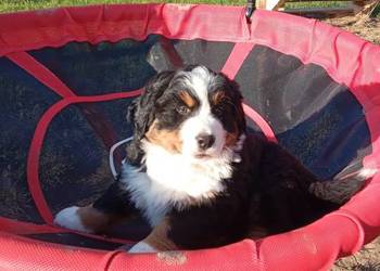 Berneński Pies Pasterski