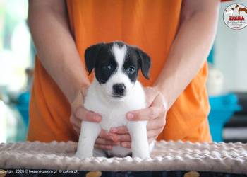 Szczenięta Jack Russell Terrier 2026 ZKwP FCI gotowe do odbioru