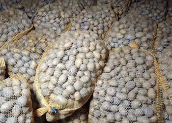 Ziemniaki soraya rozmiar sadzeniak