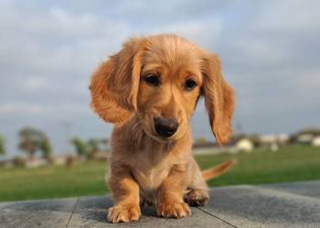 Jamnik długowłosy Dackel dachshund GOLD Biszkoptowe Kremowe
