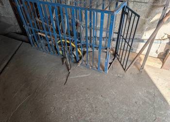 Klatka na świnie ciele