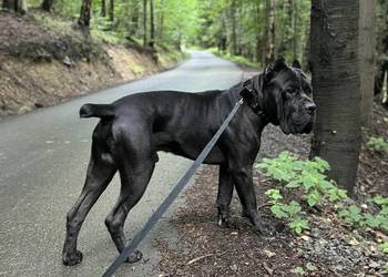 Piękna szara suczka Cane Corso ZKwP/FCI