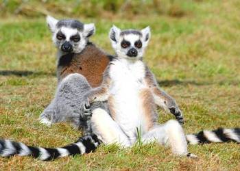 Lemury z Madagaskaru
