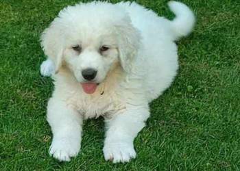 Owczarek podhalański