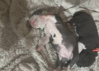 Piękne szczeniaki rasy American Staffordshire Terrier(amstaff) szukają domu