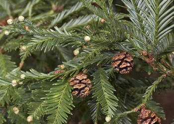 SEKWOJA ZAWSZEZIELONA - sadzonki w doniczkach