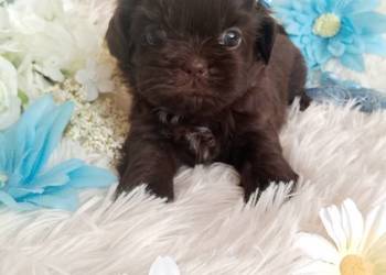 Czekoladowy piesek rasy Shih-Tzu