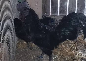 Kury ayam camani Kury ayam camani