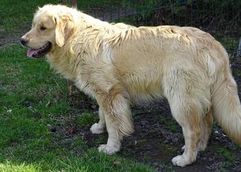 Golden retriever 11 miesięczny
