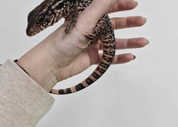 Teju Różowy Teju Czerwony