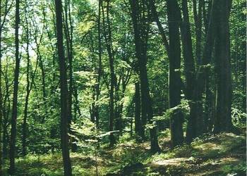 LAS WOLSKI PRZEWODNIK - SKOTNICKI JÓZEF LAS WOLSKI PRZEWODNIK - SKOTNICKI JÓZEF