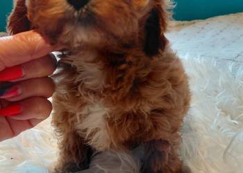 Cavapoo- red