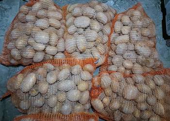 Ziemniaki Jadalne Bellarosa Jurek