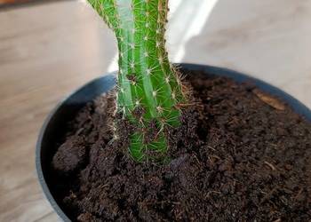 kaktus do pilnej sprzedaży