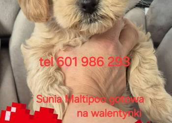 Maltipoo  suczki gotowe w lutym