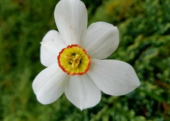 Narcyz żonkil mix Sadzonka