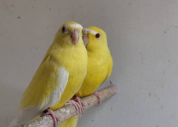 Łąkówki modrobrewne