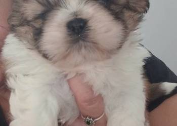 Shih-Tzu przepiękny chłopak