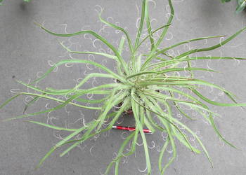 Odhodowana ponad 10-letnia agawa - agave x leopoldii
