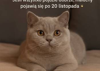 Kotki brytyjskie