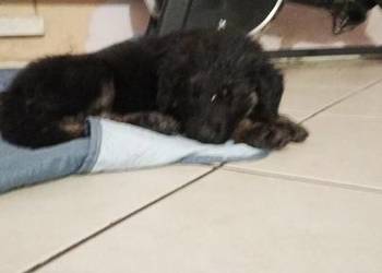 Szczeniaczki Rasy Owczarek Niemiecki długowłosy 1300 zł juz do odbioru