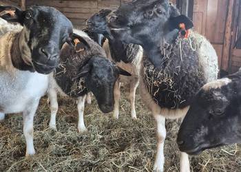 DORPER. Baranki. Owce, tryk, jarki.