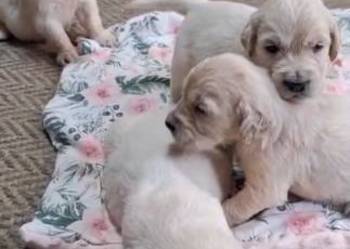 Szczeniak / piesek Golden Retriever Związek Kynologiczny FCI