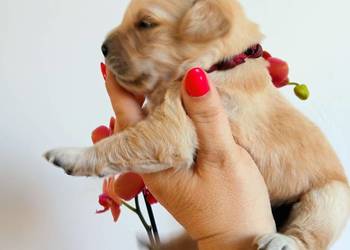 Golden Retriever pieski i suczki złote