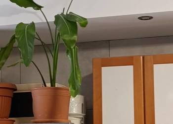 skrzydłokwiat kolejny bardzo pilnie sprzedam