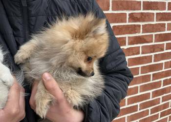 szpic miniaturowy - piesek