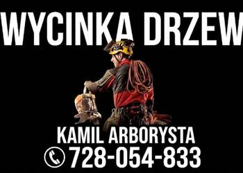 Wycinka drzew