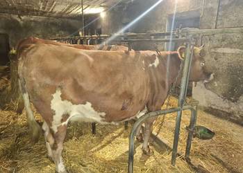 Jałówka wysokocielna - likwidacja gospodarstwa