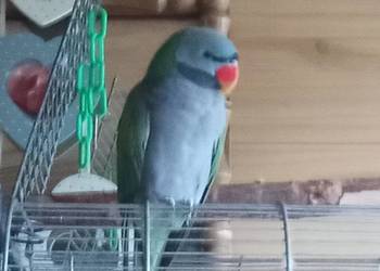 Sprzedam papuge