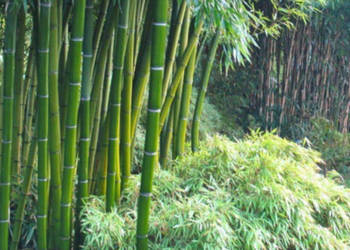 BAMBUS MROZOODPORNY Phyllostachys pubescens - NASIONA 500 sztuk - 10g.