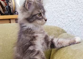 Oriel Wonder – Maine Coon niebieska kotka z bielą