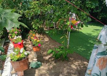 Przycięcie tui krzewy