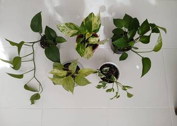 Epipremnum różne odmiany