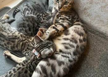 Piękne kocięta bengalskie