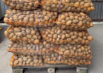 Ziemniaki Otolia w kalibrażu sadzeniakowym 35 - 50