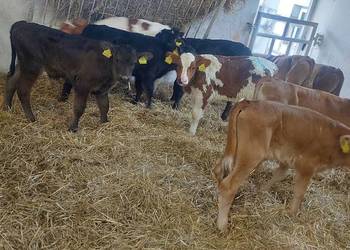 Cielaki byczki miesne