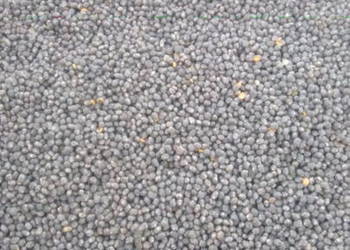 Łubin wąskolistny słodki rok po centrali na ziarno lub poplon