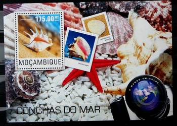 Mozambik ( muszle)