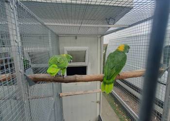 Amazonki zółtokarkie,Piony niebieskogłowe