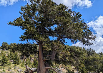 SOSNA OŚCISTA Pinus aristata - NASIONA 300 sztuk - 10g.