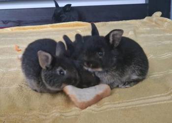 Kroliczek miniaturka